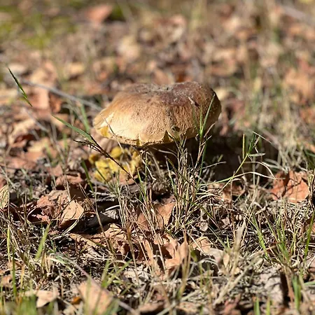 Wichrowa Horská chata Joniec