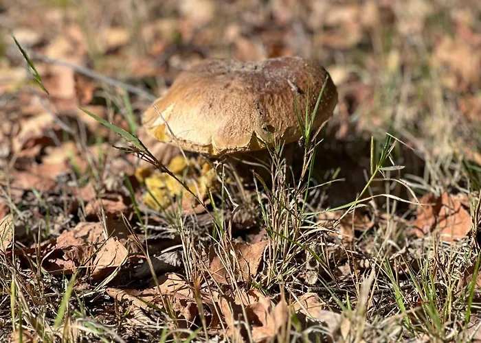 Wichrowa Chalet Joniec